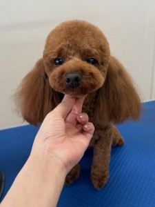 thumbnail_image0