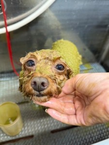 thumbnail_image0