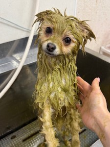 thumbnail_image2