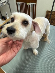 IMG20240608143848