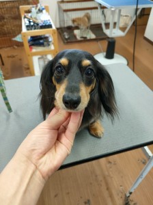 IMG20240608181916