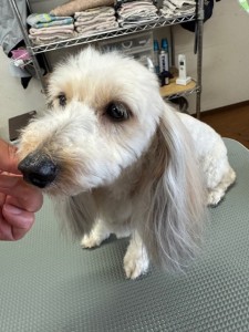 IMG20240608181916