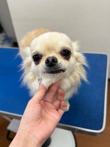 thumbnail_image0