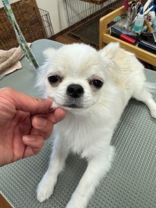 thumbnail_image0