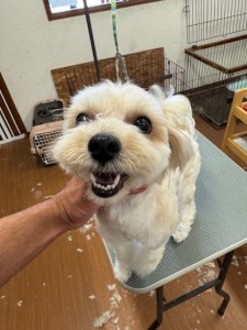 thumbnail_image5 (1)