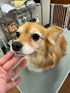 thumbnail_image0