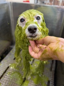 thumbnail_image0