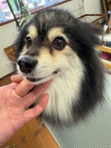 thumbnail_image0
