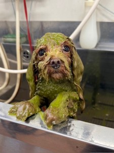 thumbnail_image0