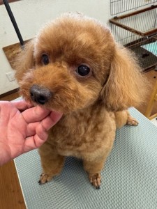 thumbnail_image2