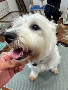 thumbnail_image2