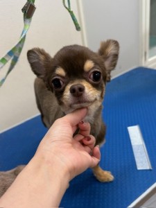thumbnail_image2