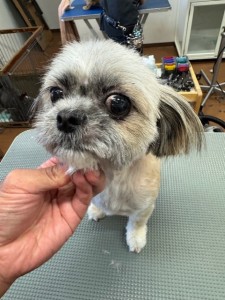 thumbnail_image2
