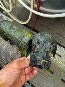 thumbnail_image4
