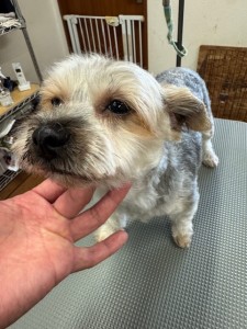 thumbnail_image5