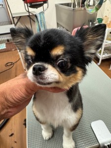 IMG20240608143848
