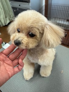 IMG20240608181916