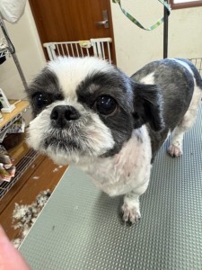thumbnail_IMG_1527 (1)