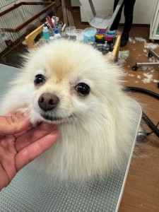 thumbnail_image0