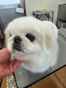 thumbnail_image0