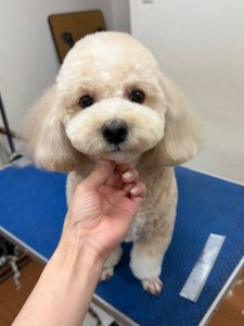 thumbnail_image0