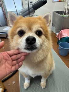 thumbnail_image0