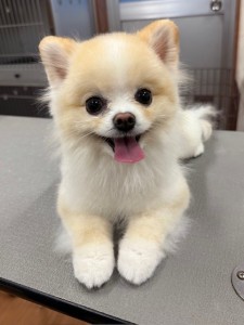 thumbnail_image0