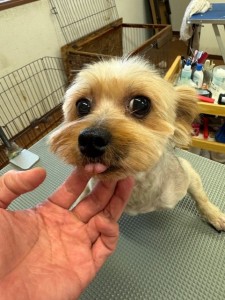 thumbnail_image0