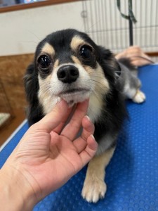 thumbnail_image0