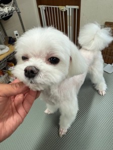 thumbnail_image0