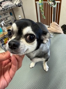 thumbnail_image2