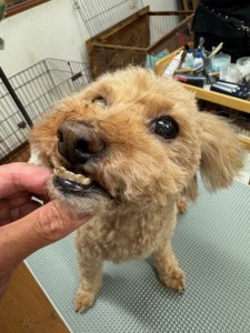 thumbnail_image2