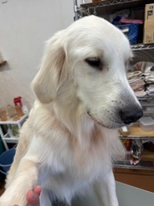 thumbnail_image2
