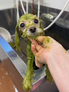 thumbnail_image2