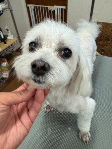 thumbnail_image2