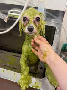 thumbnail_image4