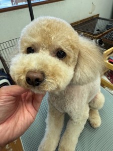 thumbnail_image4