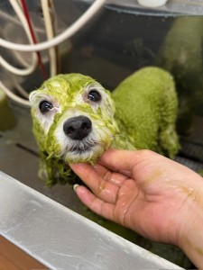 thumbnail_image6
