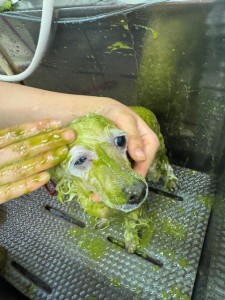 thumbnail_image6