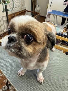 thumbnail_image9