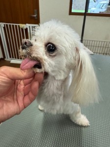 thumbnail_image0