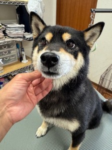 thumbnail_image0