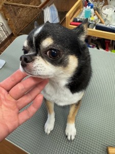 thumbnail_image0