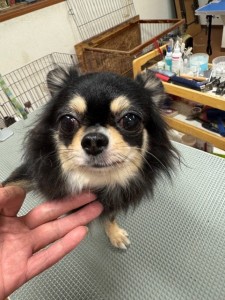 thumbnail_image0