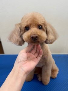 thumbnail_image0