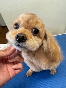 thumbnail_image4