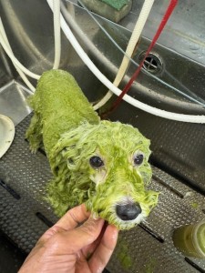 thumbnail_image4