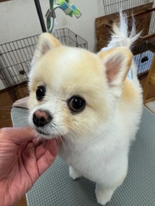 thumbnail_image7 (1)