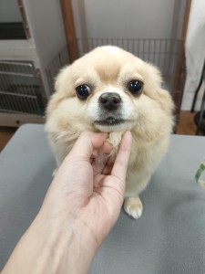 1000031316