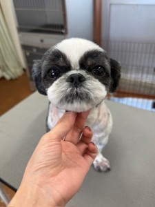 1000031316